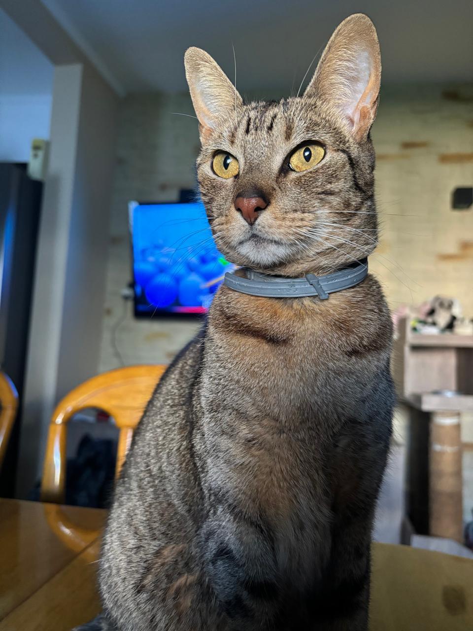 gato